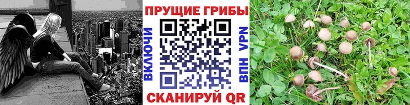 блэк спрут ССЫЛКА  Калач  Галлюциногенные грибы мицелий 